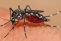 احتمال ابتلای دوباره به “تب دنگی”/ مصرف این داروها ممنوع است احتمال ابتلای دوباره به “تب دنگی”/ مصرف این داروها ممنوع است